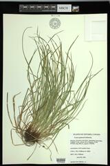 Carex jamesii