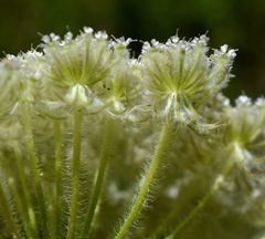Silphiodaucus hispidus