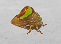 Smilia camelus