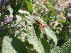Macroglossum trochilus trochilus