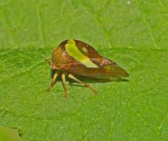 Smilia camelus