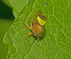 Smilia camelus
