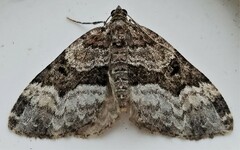 Euphyia intermediata