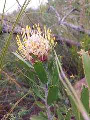 Leucospermum cuneiforme
