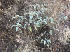Salvia fruticosa