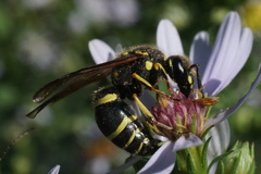 Ancistrocerus catskill