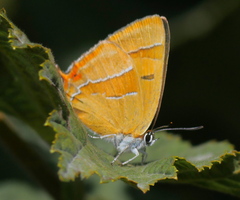 Thecla betulae