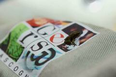 Pristimantis zeuctotylus