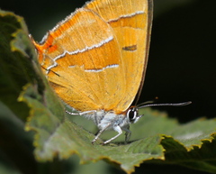 Thecla betulae