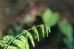 Heliocypha perforata
