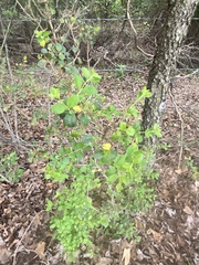Forestiera pubescens