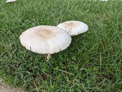 Chlorophyllum molybdites