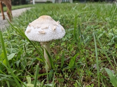 Chlorophyllum molybdites
