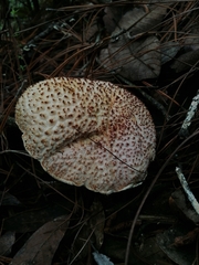 Aureoboletus russellii