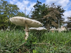 Chlorophyllum molybdites