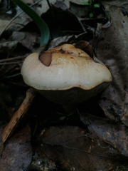 Aureoboletus russellii