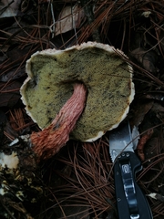 Aureoboletus russellii