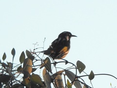 Phylidonyris novaehollandiae