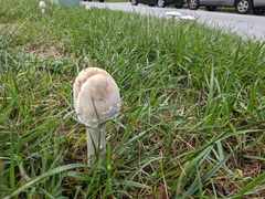 Chlorophyllum molybdites