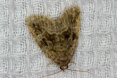 Protodeltote muscosula