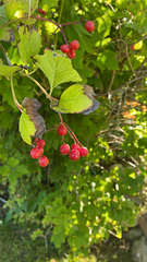 Viburnum opulus