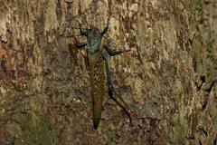 Tropidacris cristata