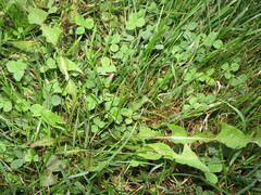 Taraxacum