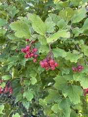 Viburnum opulus