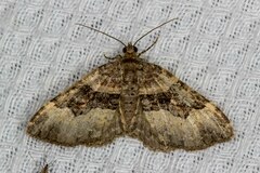 Xanthorhoe lacustrata