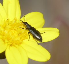 Dasytinae