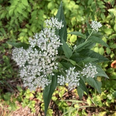 Eupatorium