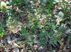 Trifolium caucasicum