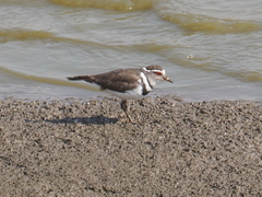 Charadrius tricollaris