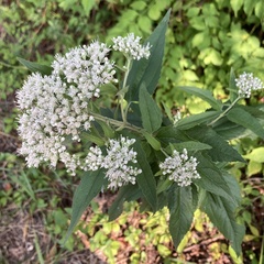 Eupatorium