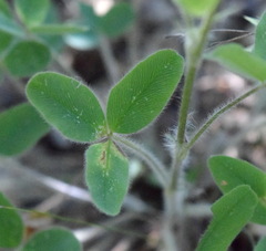 Trifolium caucasicum
