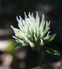 Trifolium caucasicum