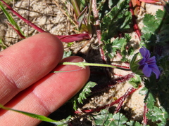 Erodium botrys