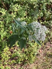 Eupatorium