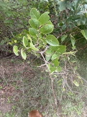 Celtis reticulata