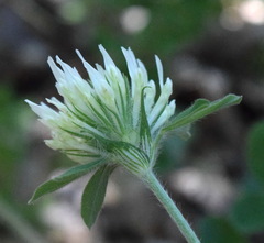 Trifolium caucasicum