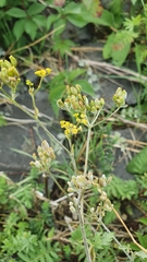 Pastinaca sativa