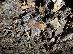 Pseudophryne australis