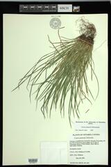 Carex jamesii