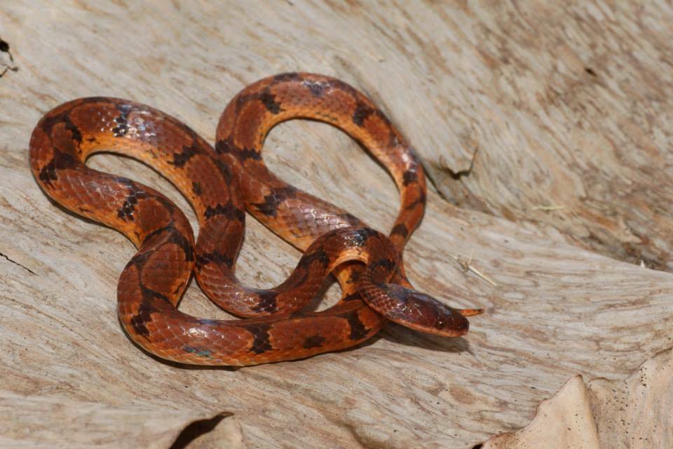 Wucherer's Ground Snake
