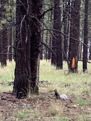 Sciurus aberti kaibabensis