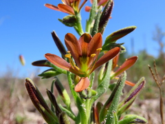 Wachendorfia multiflora