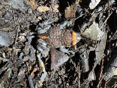 Pseudophryne australis