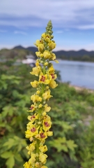 Verbascum nigrum