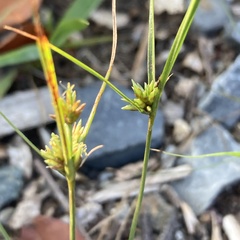 Cyperus lupulinus