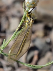 Myrmecaelurus trigrammus